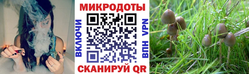 площадка формула  как найти закладки  Новочеркасск  Галлюциногенные грибы Psilocybe 